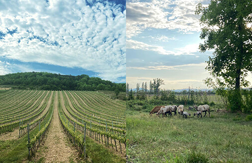 vineyard helpers Reinisch